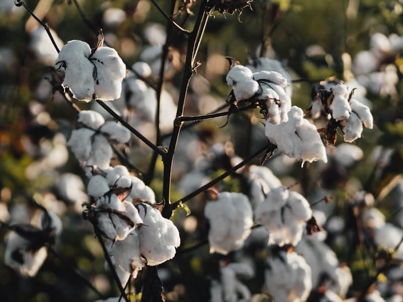 Cotton — Raw cotton lint, press-packed bales